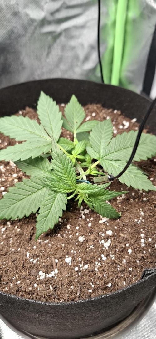 Gorilla Cookies u. Tropicana Cookies. Week 3