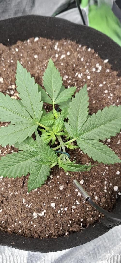 Gorilla Cookies u. Tropicana Cookies. Week 3