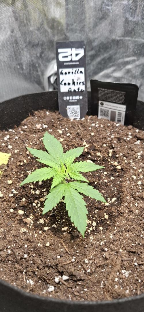 Gorilla Cookies u. Tropicana Cookies. Week 3