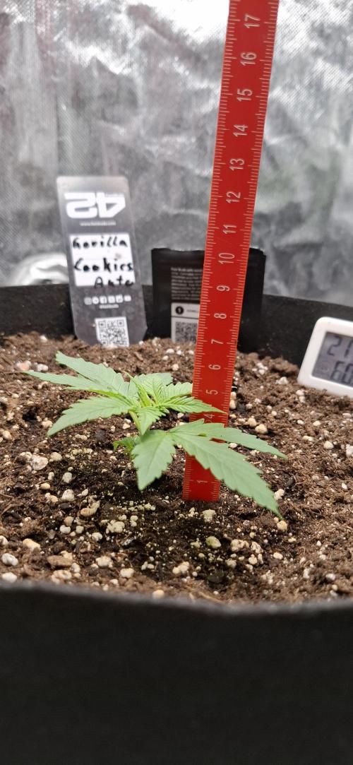 Gorilla Cookies u. Tropicana Cookies. Week 3
