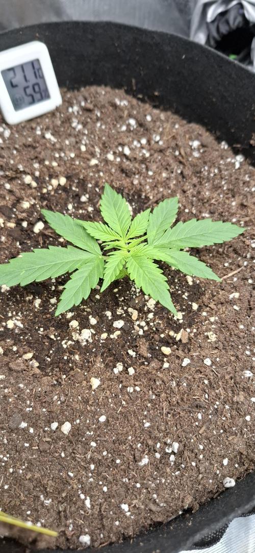 Gorilla Cookies u. Tropicana Cookies. Week 3