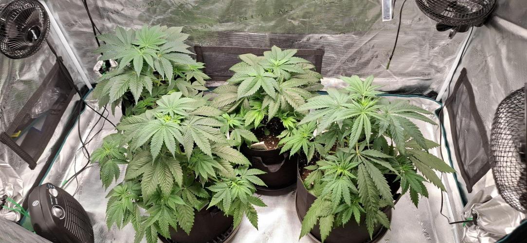 Northern Ligths Fem. u. Sensi Skunk Fem.. Week 5