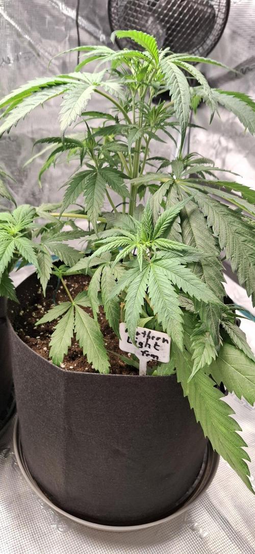 Northern Ligths Fem. u. Sensi Skunk Fem.. Week 5