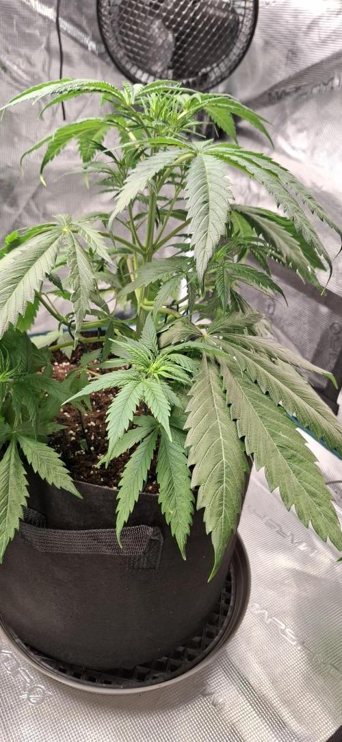 Northern Ligths Fem. u. Sensi Skunk Fem.. Week 5