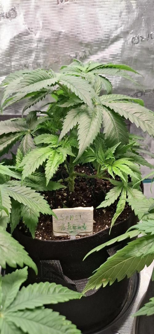 Northern Ligths Fem. u. Sensi Skunk Fem.. Week 5