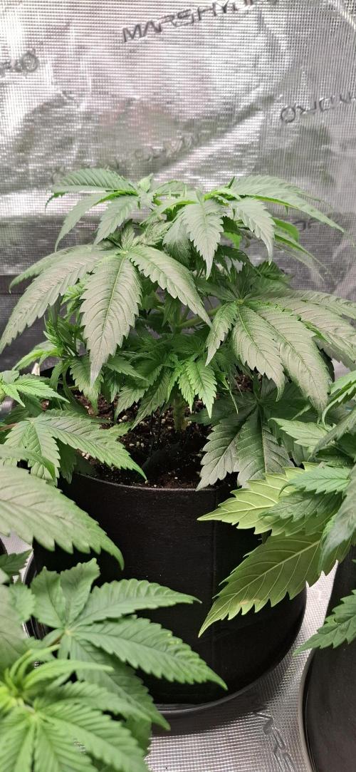 Northern Ligths Fem. u. Sensi Skunk Fem.. Week 5