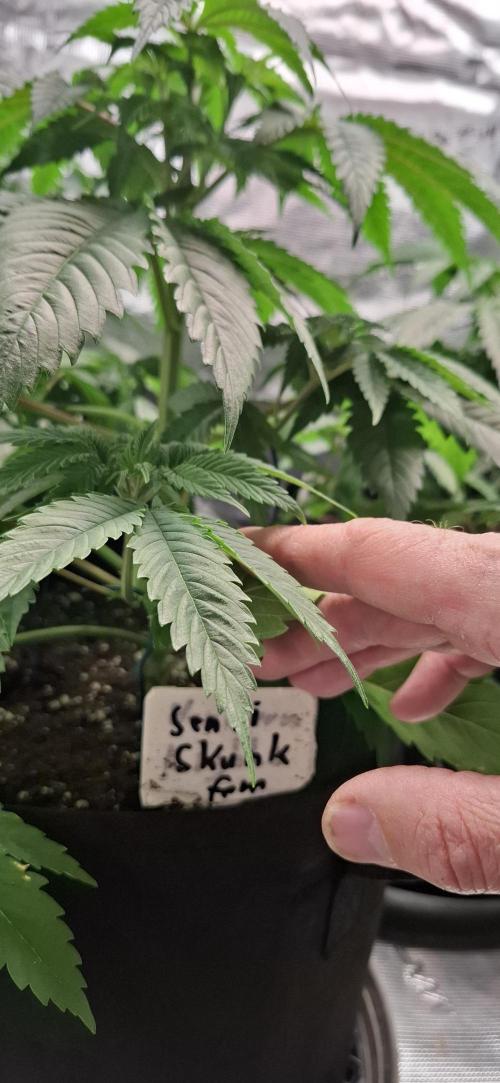 Northern Ligths Fem. u. Sensi Skunk Fem.. Week 5