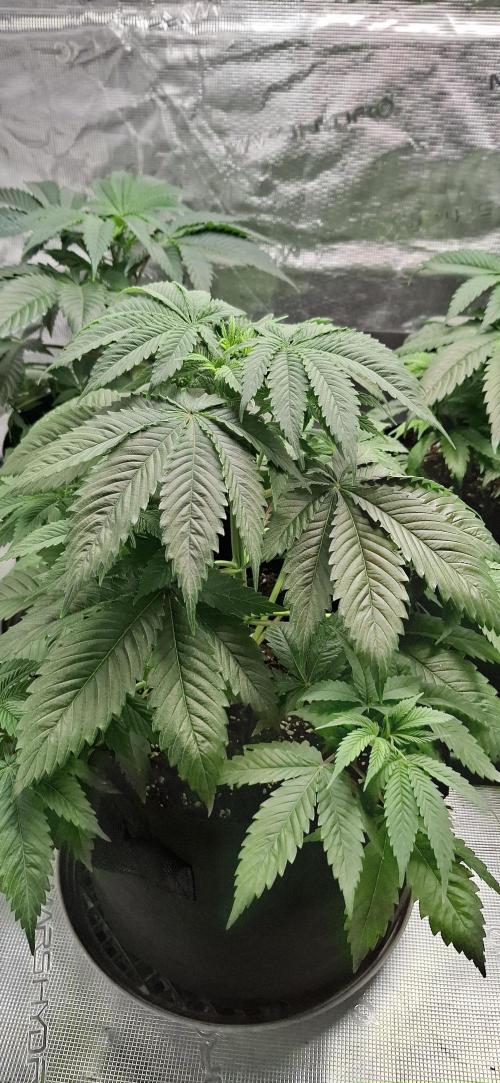 Northern Ligths Fem. u. Sensi Skunk Fem.. Week 5