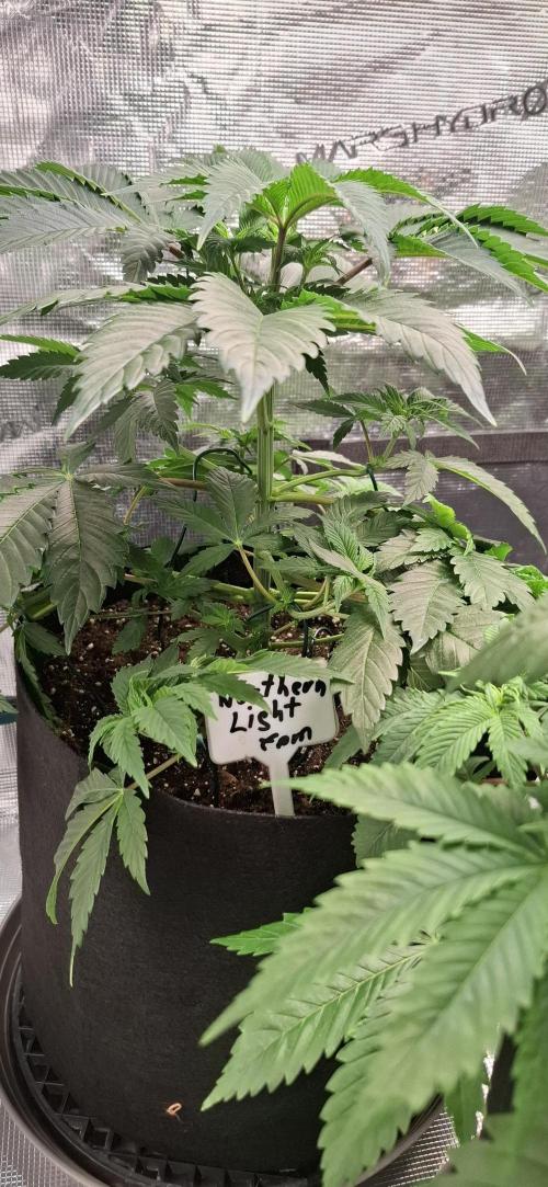 Northern Ligths Fem. u. Sensi Skunk Fem.. Week 5
