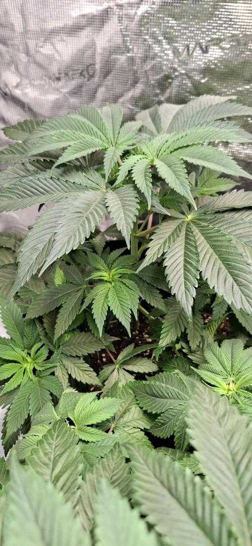 Northern Ligths Fem. u. Sensi Skunk Fem.. Week 5