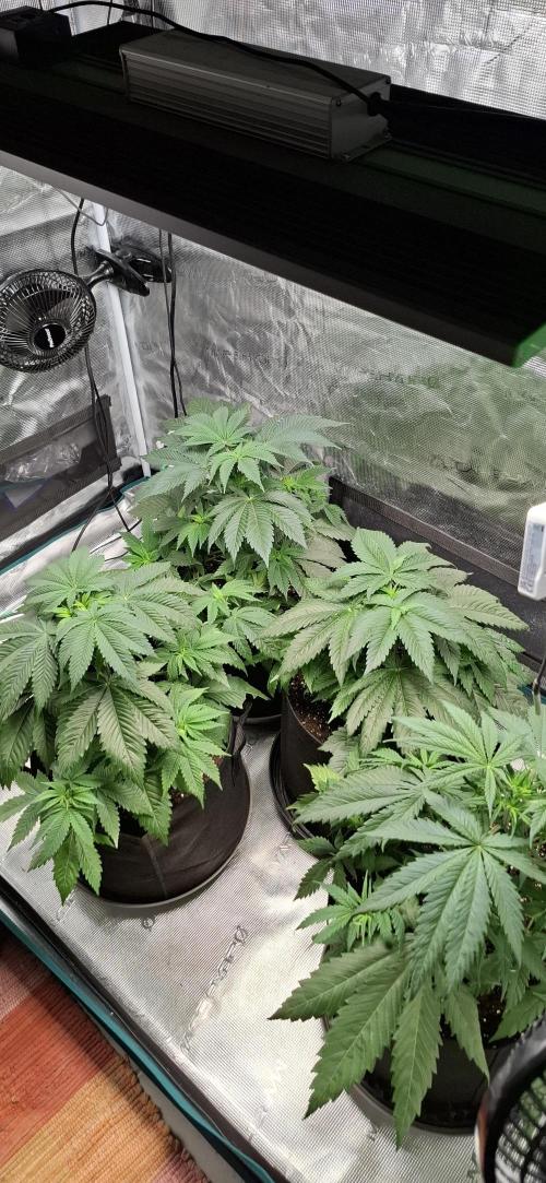 Northern Ligths Fem. u. Sensi Skunk Fem.. Week 5