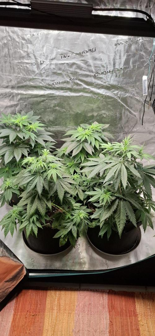 Northern Ligths Fem. u. Sensi Skunk Fem.. Week 6