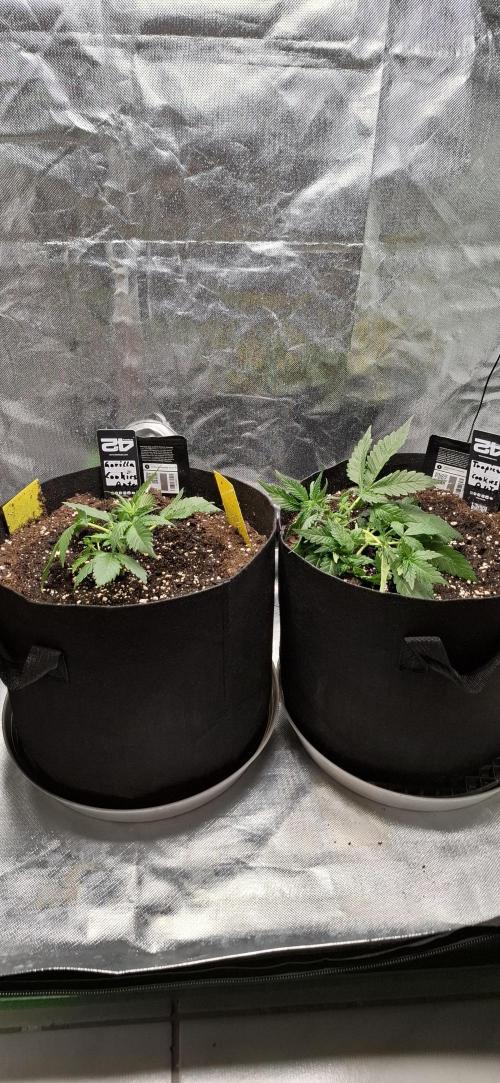 Gorilla Cookies u. Tropicana Cookies. Week 4