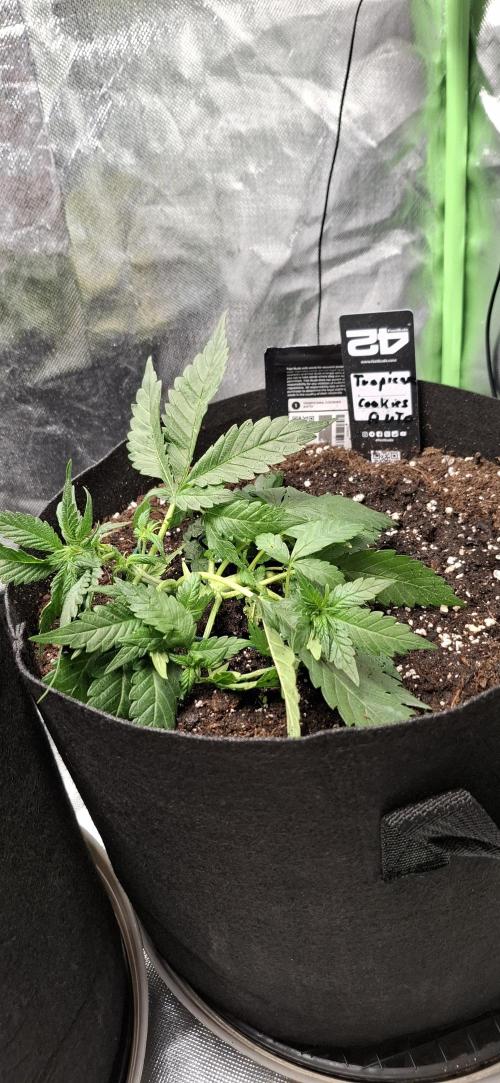 Gorilla Cookies u. Tropicana Cookies. Week 4