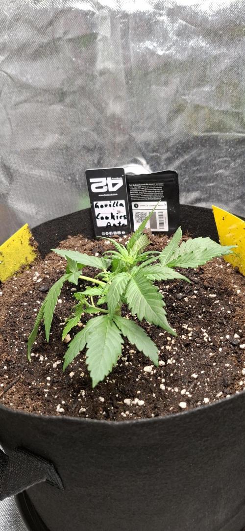 Gorilla Cookies u. Tropicana Cookies. Week 4