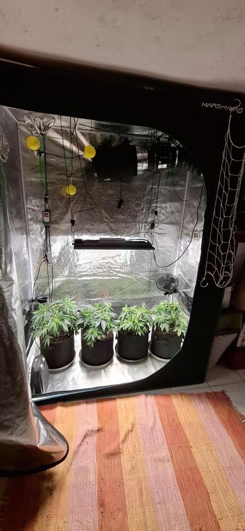 Northern Ligths Fem. u. Sensi Skunk Fem.. Week 6