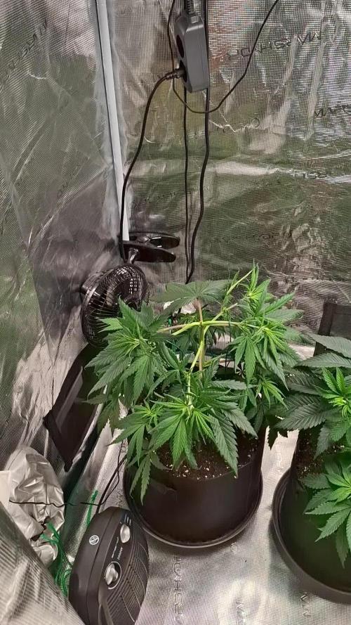 Northern Ligths Fem. u. Sensi Skunk Fem.