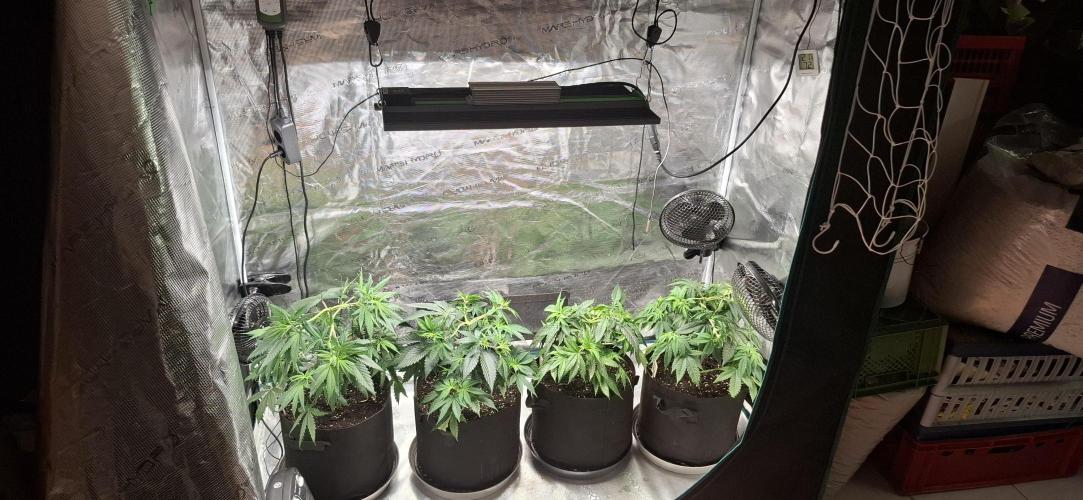 Northern Ligths Fem. u. Sensi Skunk Fem.. Week 6