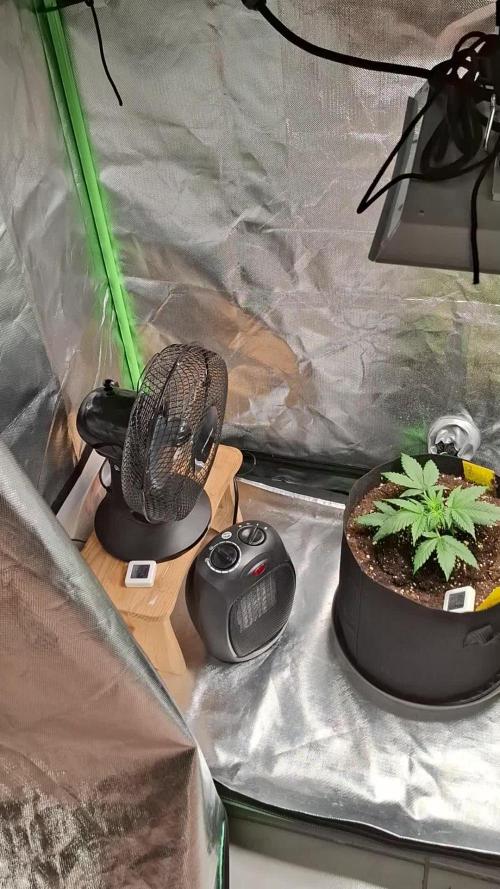 Gorilla Cookies u. Tropicana Cookies