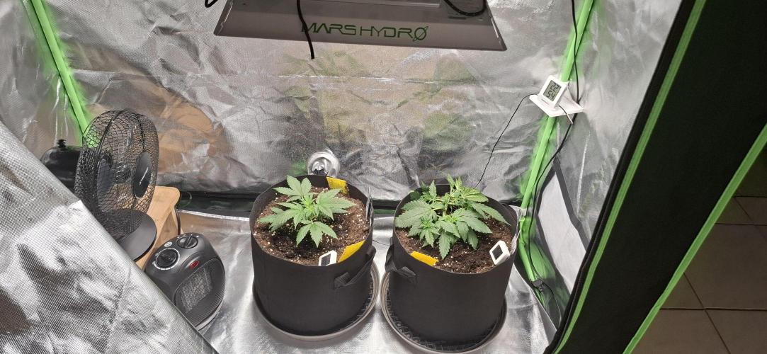 Gorilla Cookies u. Tropicana Cookies. Week 4