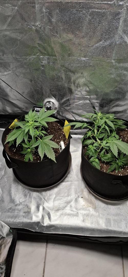 Gorilla Cookies u. Tropicana Cookies. Week 5