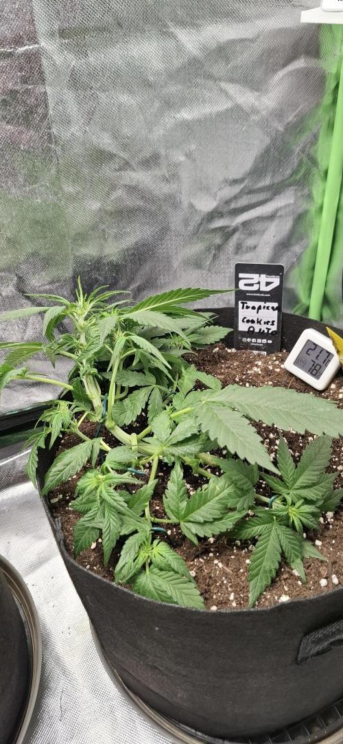 Gorilla Cookies u. Tropicana Cookies. Week 5