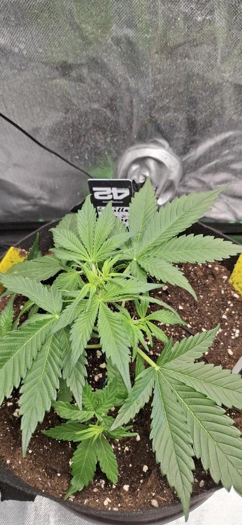 Gorilla Cookies u. Tropicana Cookies. Week 5
