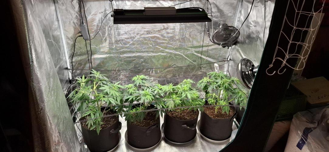 Northern Ligths Fem. u. Sensi Skunk Fem.. Week 7