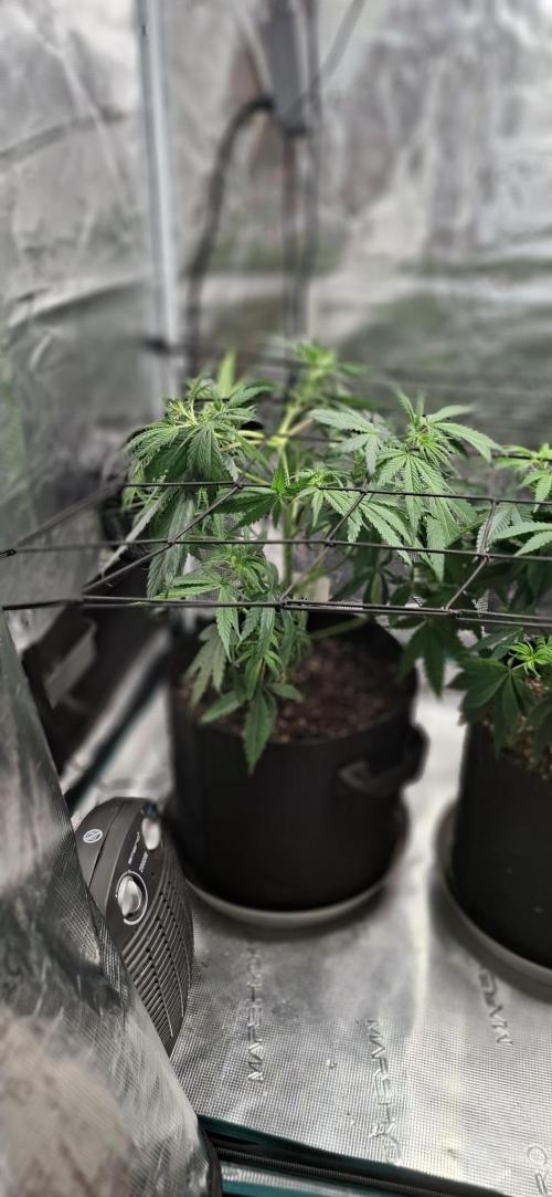 Northern Ligths Fem. u. Sensi Skunk Fem.. Week 7