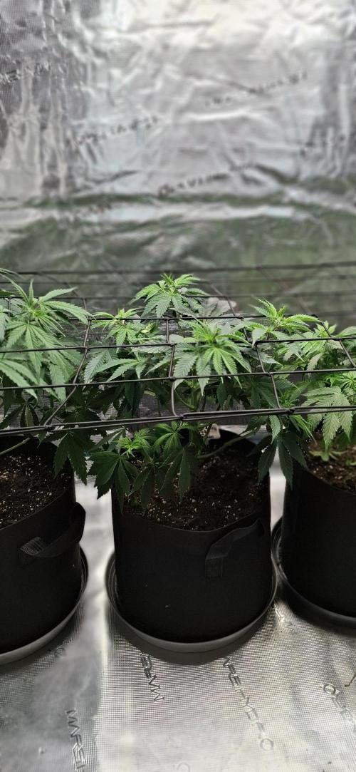 Northern Ligths Fem. u. Sensi Skunk Fem.. Week 7