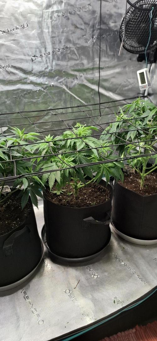 Northern Ligths Fem. u. Sensi Skunk Fem.. Week 7
