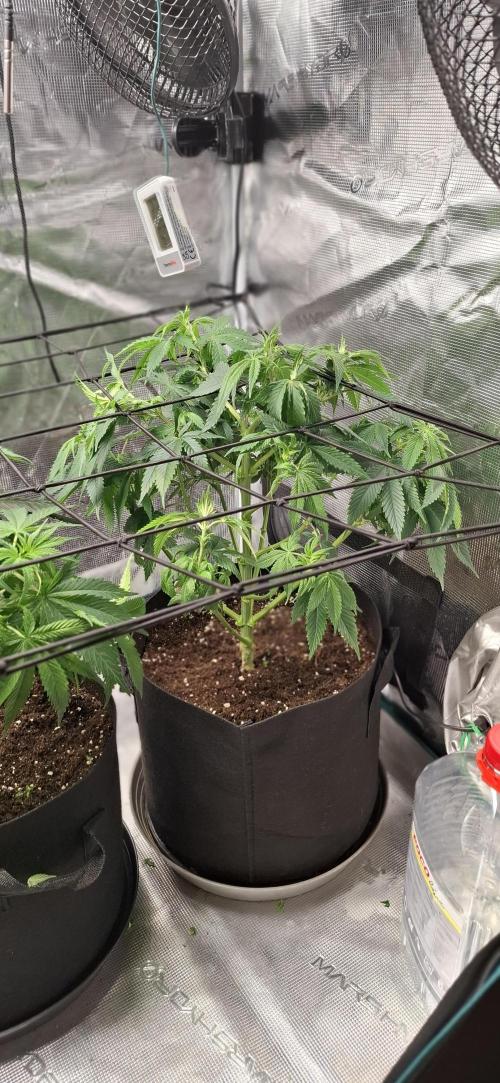 Northern Ligths Fem. u. Sensi Skunk Fem.. Week 7