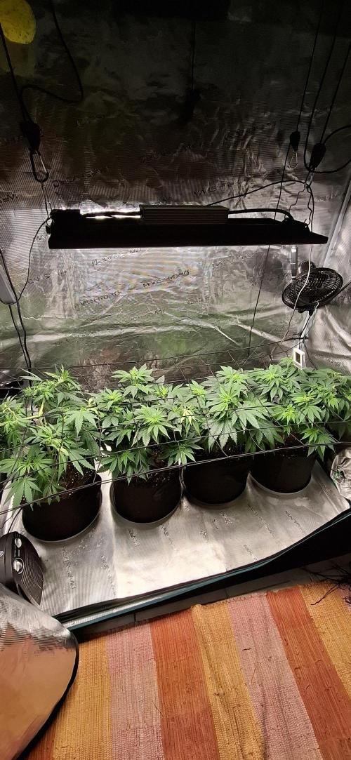 Northern Ligths Fem. u. Sensi Skunk Fem.. Week 8