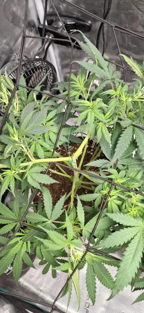 Northern Ligths Fem. u. Sensi Skunk Fem.. Week 8