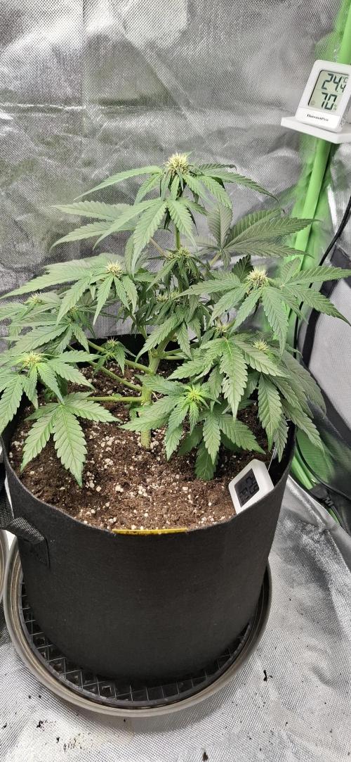 Gorilla Cookies u. Tropicana Cookies. Week 6