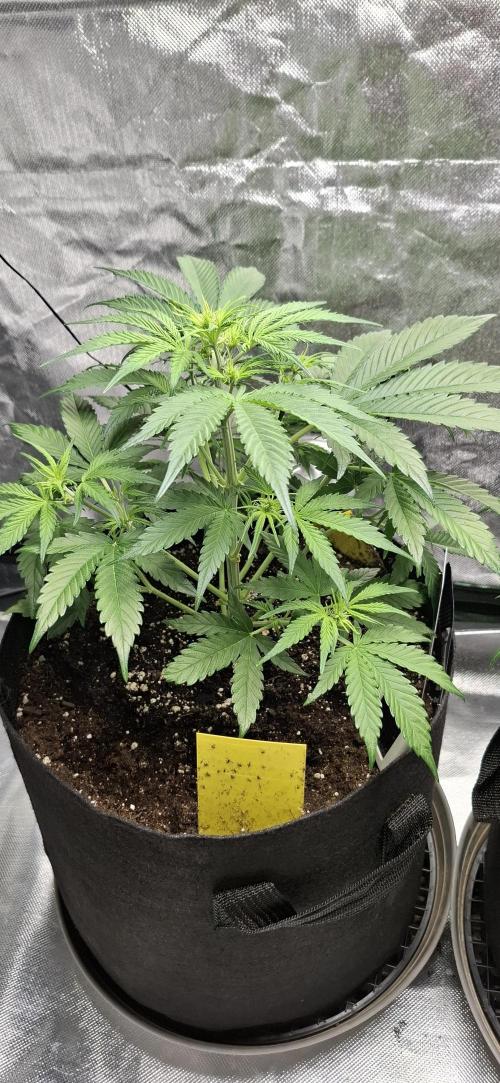 Gorilla Cookies u. Tropicana Cookies. Week 6