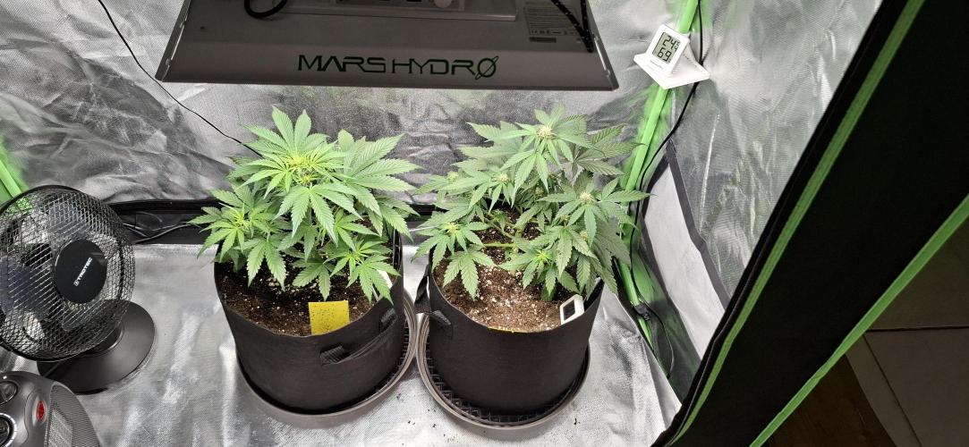 Gorilla Cookies u. Tropicana Cookies. Week 6