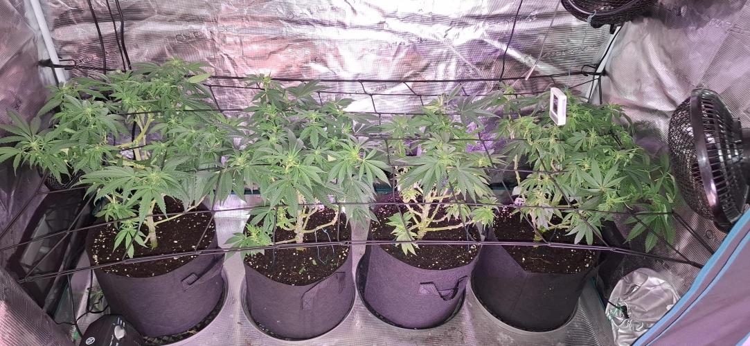 Northern Ligths Fem. u. Sensi Skunk Fem.. Week 9