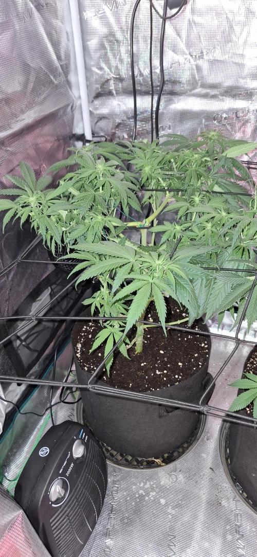 Northern Ligths Fem. u. Sensi Skunk Fem.. Week 9