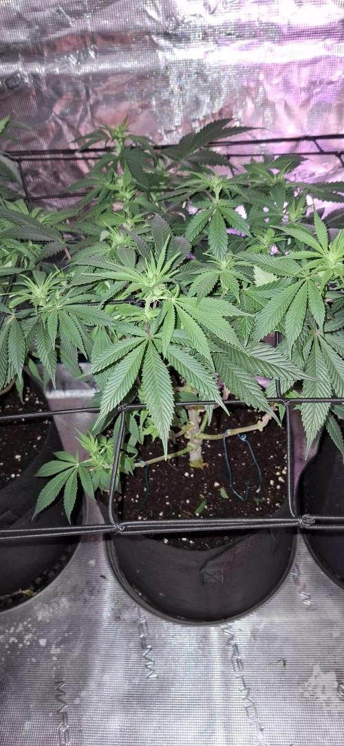 Northern Ligths Fem. u. Sensi Skunk Fem.. Week 9