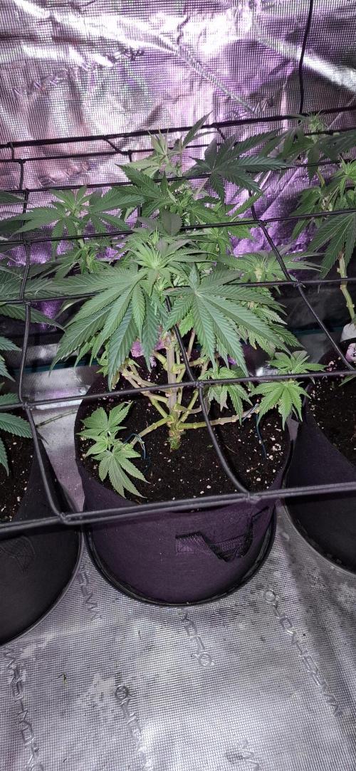 Northern Ligths Fem. u. Sensi Skunk Fem.. Week 9