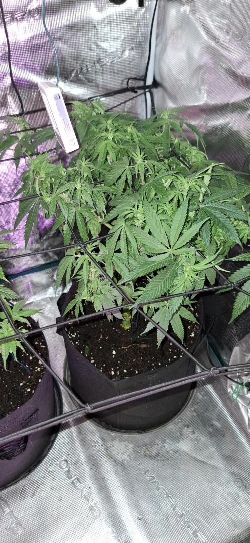 Northern Ligths Fem. u. Sensi Skunk Fem.. Week 9