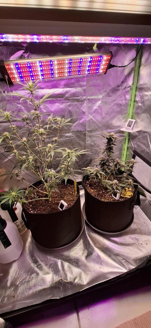 Gorilla Cookies u. Tropicana Cookies. Week 7