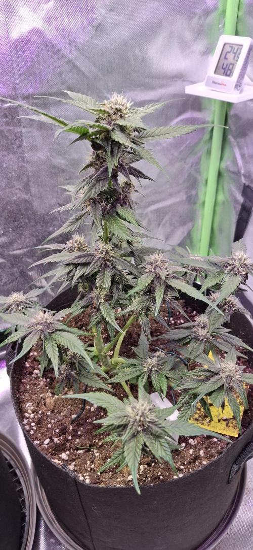 Gorilla Cookies u. Tropicana Cookies. Week 7