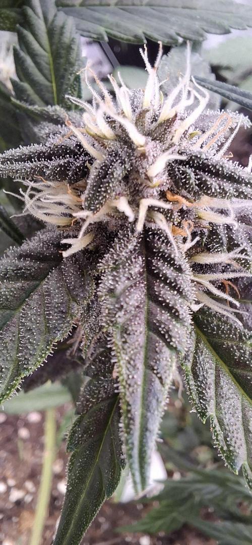Gorilla Cookies u. Tropicana Cookies. Week 7