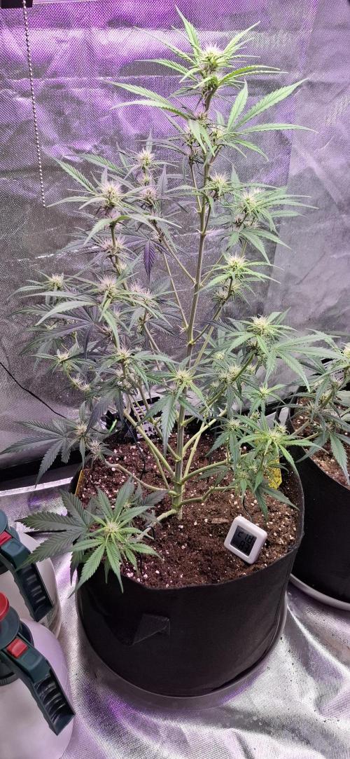 Gorilla Cookies u. Tropicana Cookies. Week 7