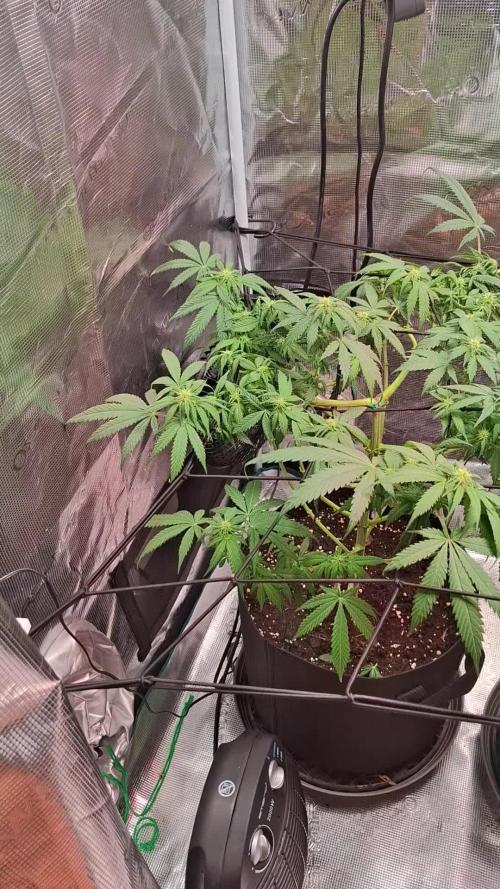 Northern Ligths Fem. u. Sensi Skunk Fem.