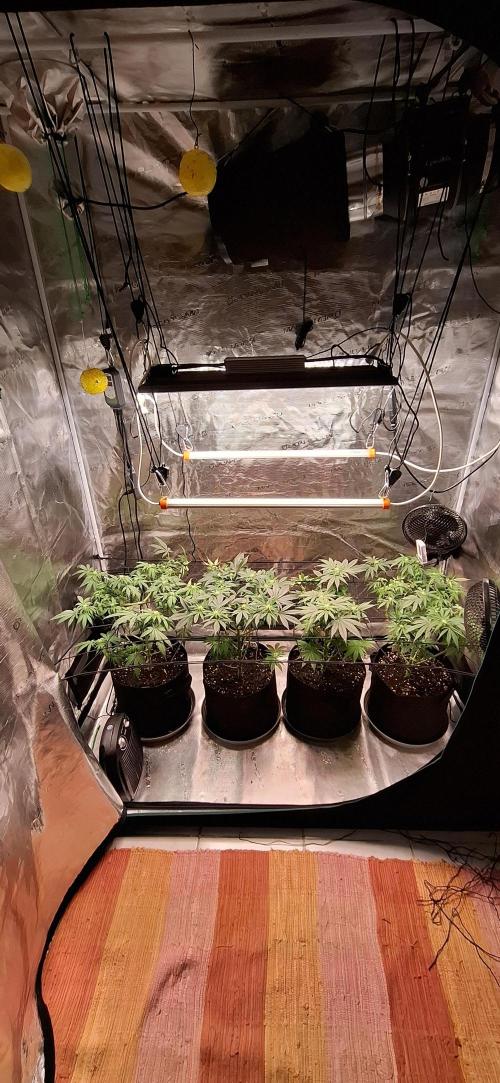 Northern Ligths Fem. u. Sensi Skunk Fem.. Week 10