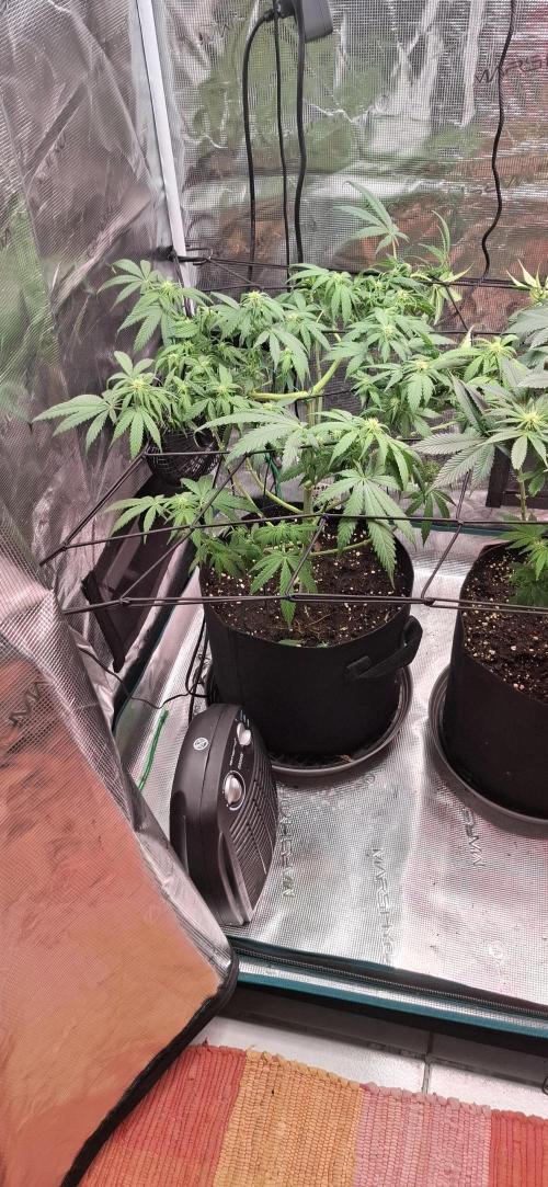 Northern Ligths Fem. u. Sensi Skunk Fem.. Week 10
