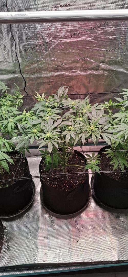 Northern Ligths Fem. u. Sensi Skunk Fem.. Week 10
